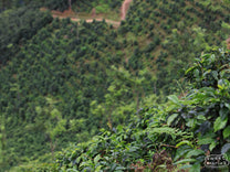 We don't have photos of Chichupak, or Coban, but this is  another 2000 meter green coffee farm in San Pedro Necta, Huehuetenango, Guatemala.