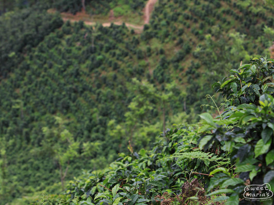 We don't have photos of Chichupak, or Coban, but this is  another 2000 meter green coffee farm in San Pedro Necta, Huehuetenango, Guatemala.