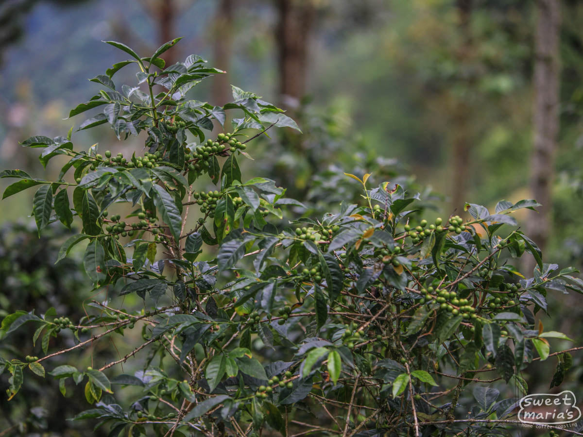 The branches on this Caturra tree are completely packed with ripening coffee cherry, the deepest red looking ready to harvest. Farm tours in San Pedro Necta, Guatemala.