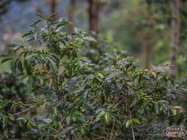 The branches on this Caturra tree are completely packed with ripening coffee cherry, the deepest red looking ready to harvest. Farm tours in San Pedro Necta, Guatemala.