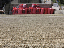 Wet process coffee dries on cement patios at a farm in Huehuetenango.