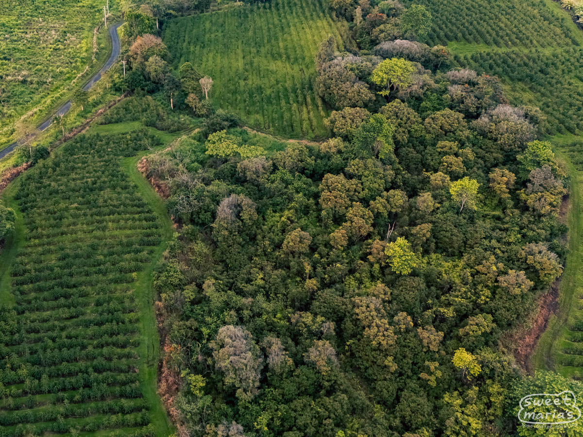  at their coffee farm in Kona