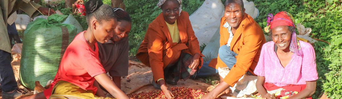 Kenyan coffee producers sorting fresh coffee cherries during harvest.