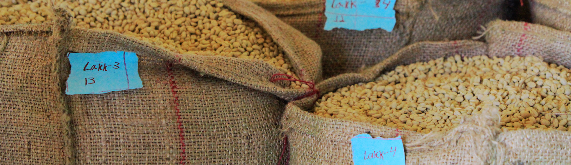 Burlap sacks full of green coffee still in parchment from Duromina Cooperative in Ethiopia.