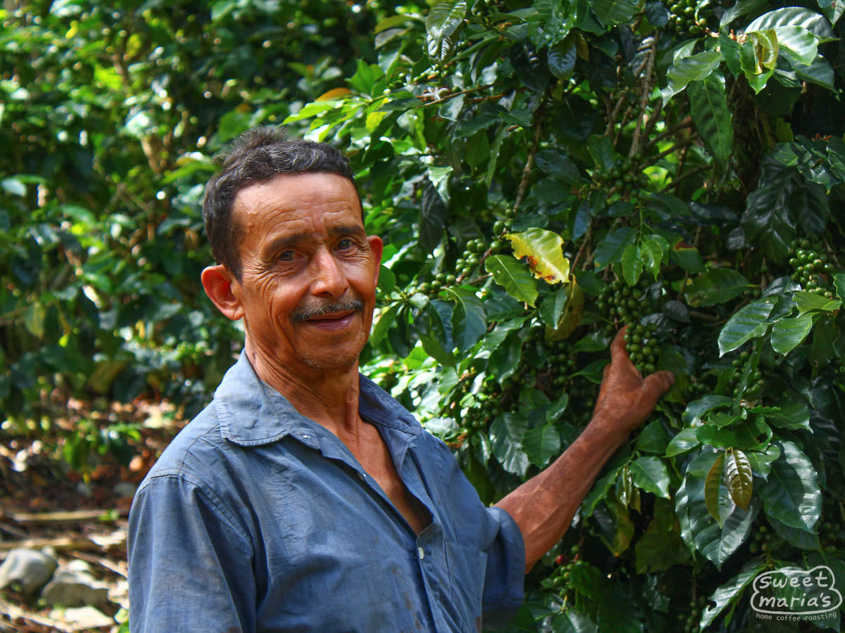 Andres Fernandes poses with in front of a coffee shrub with green cherries during the harvest in Las Flores, Honduras.