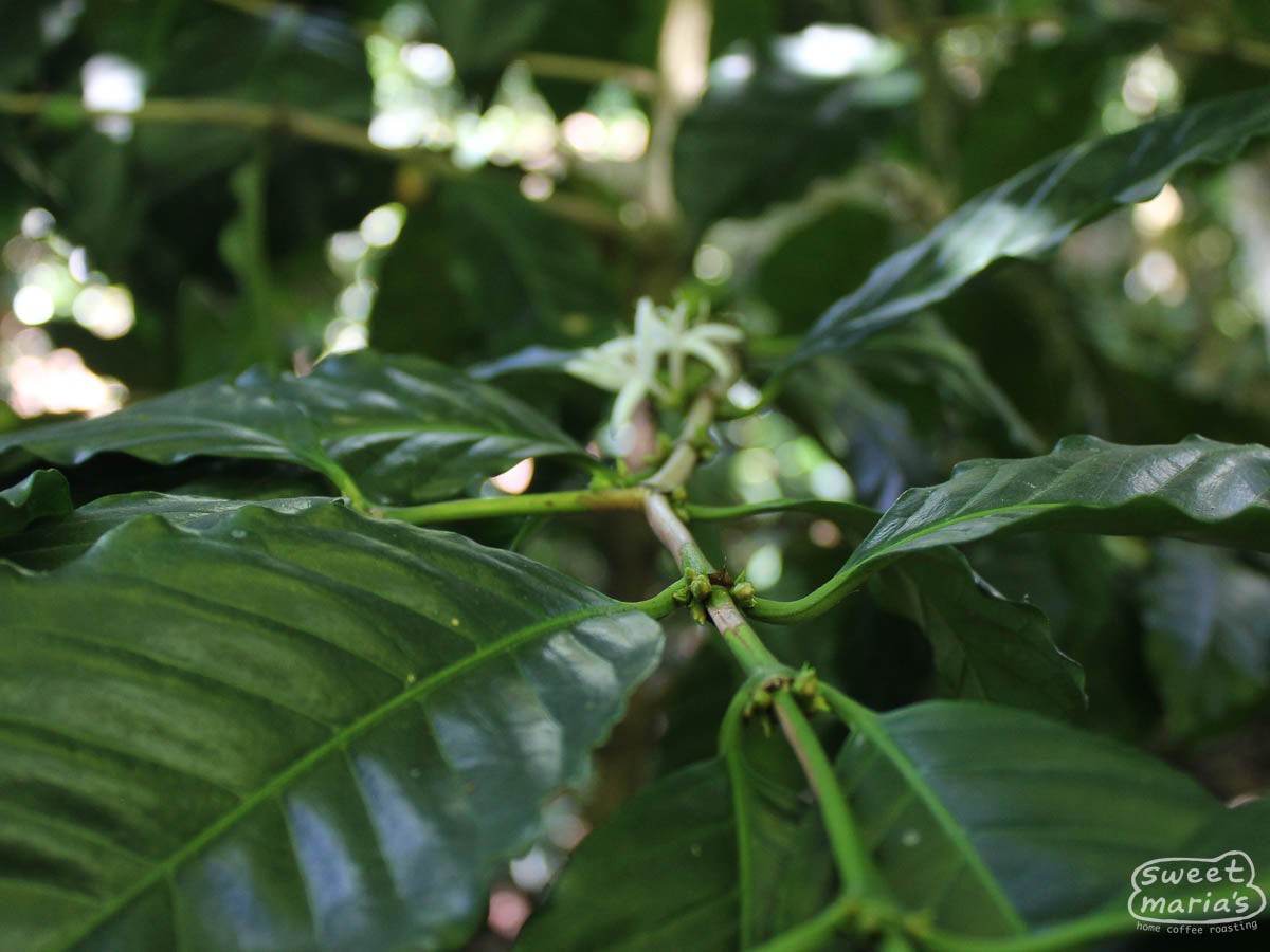  Honduras.