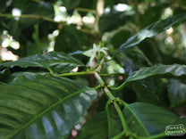  Honduras.