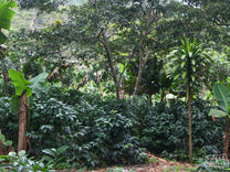 Coffee pulper used to remove the outer fruit at a farm in Honduras.