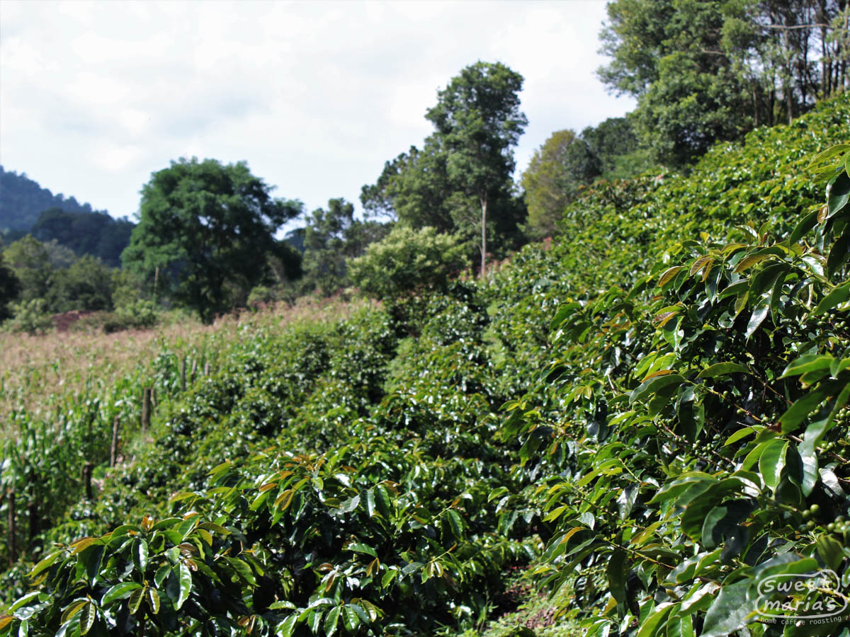 Rows of green coffee plants with bronze tipped leaves at a farm in La Paz, Honduras.