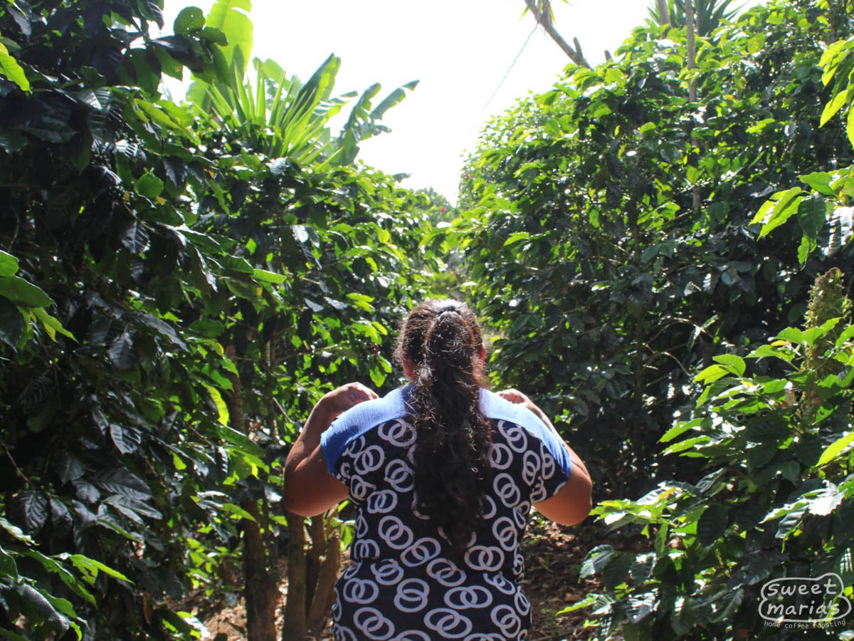 Another shot of the Parainema shrubs at Finca Las Cipres