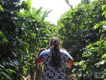 Another shot of the Parainema shrubs at Finca Las Cipres