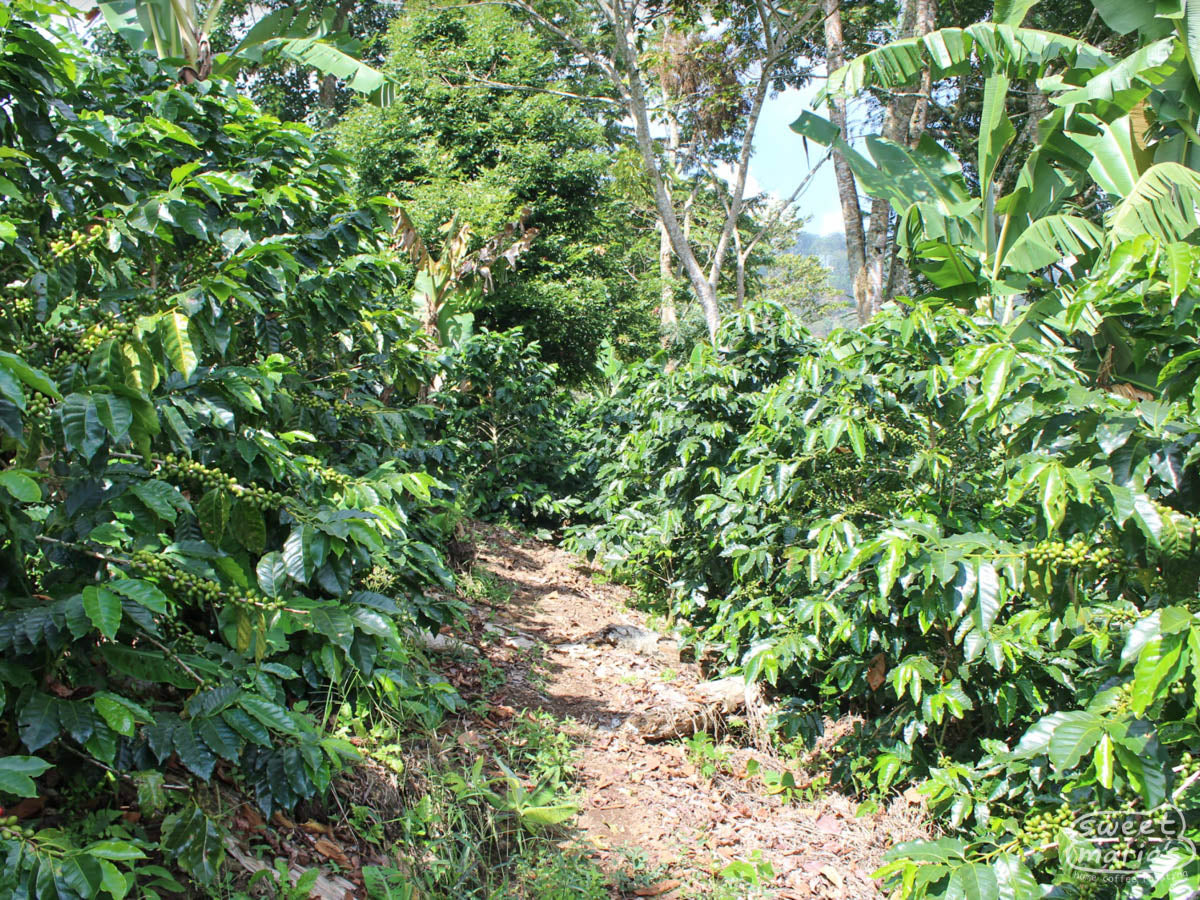  Honduras.