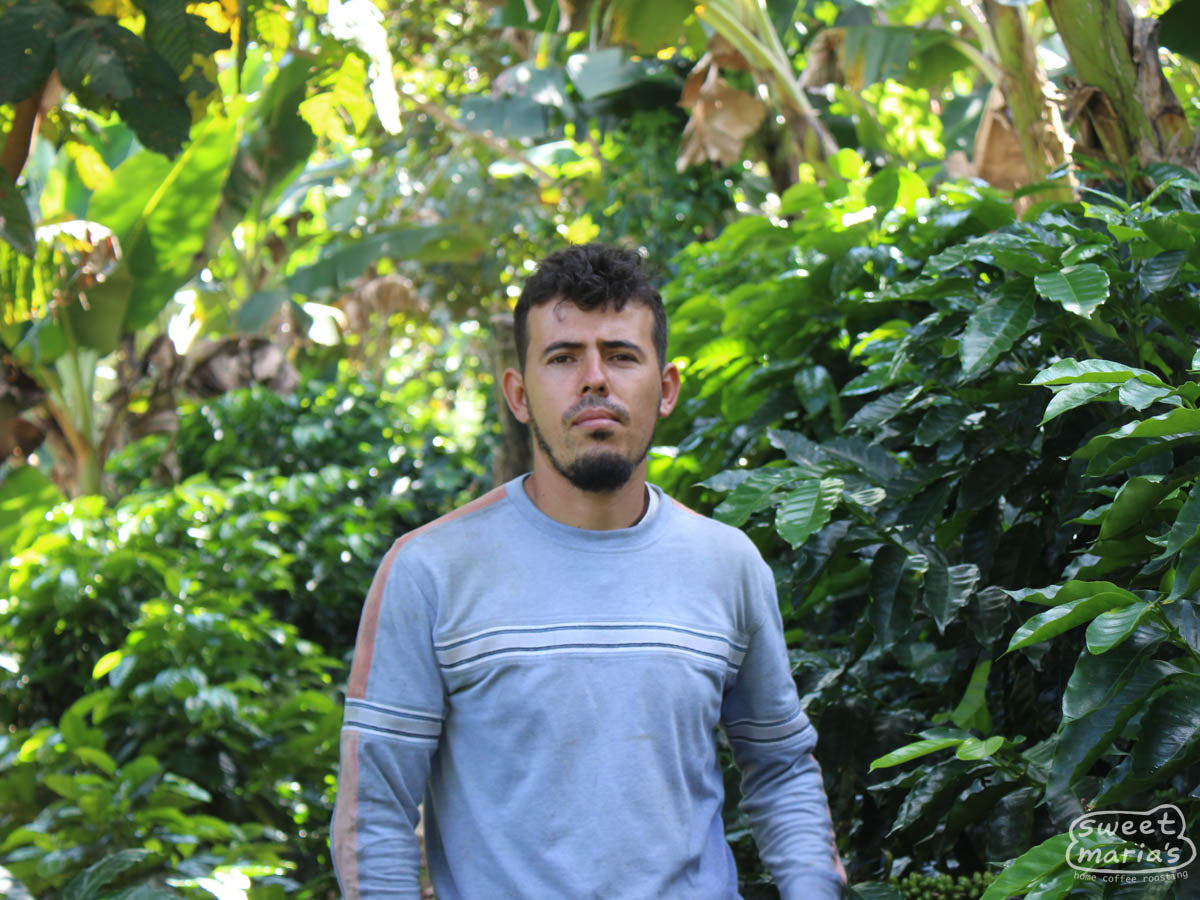 Edwin's coffee plants thrive beneath the shade of banana trees overhead. Las Flores.