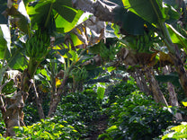 Honduras.