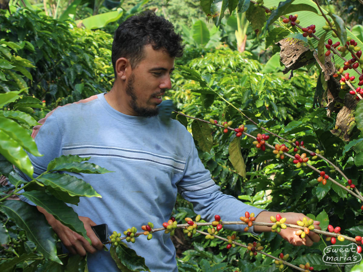 Edwin Ever Sabillon shows the green and red coffee cherries ripening on one of his Parainema shrubs at his farm, El Plan, in Las Flores, Santa Barbara, Honduras.