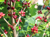Elongated coffee cherries of a Parainema variety at Edwin Ever's farm in Las Flores, Honduras.
