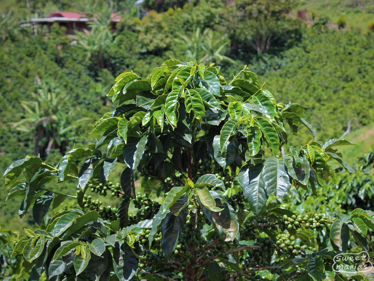 Pacas shrubs with green
