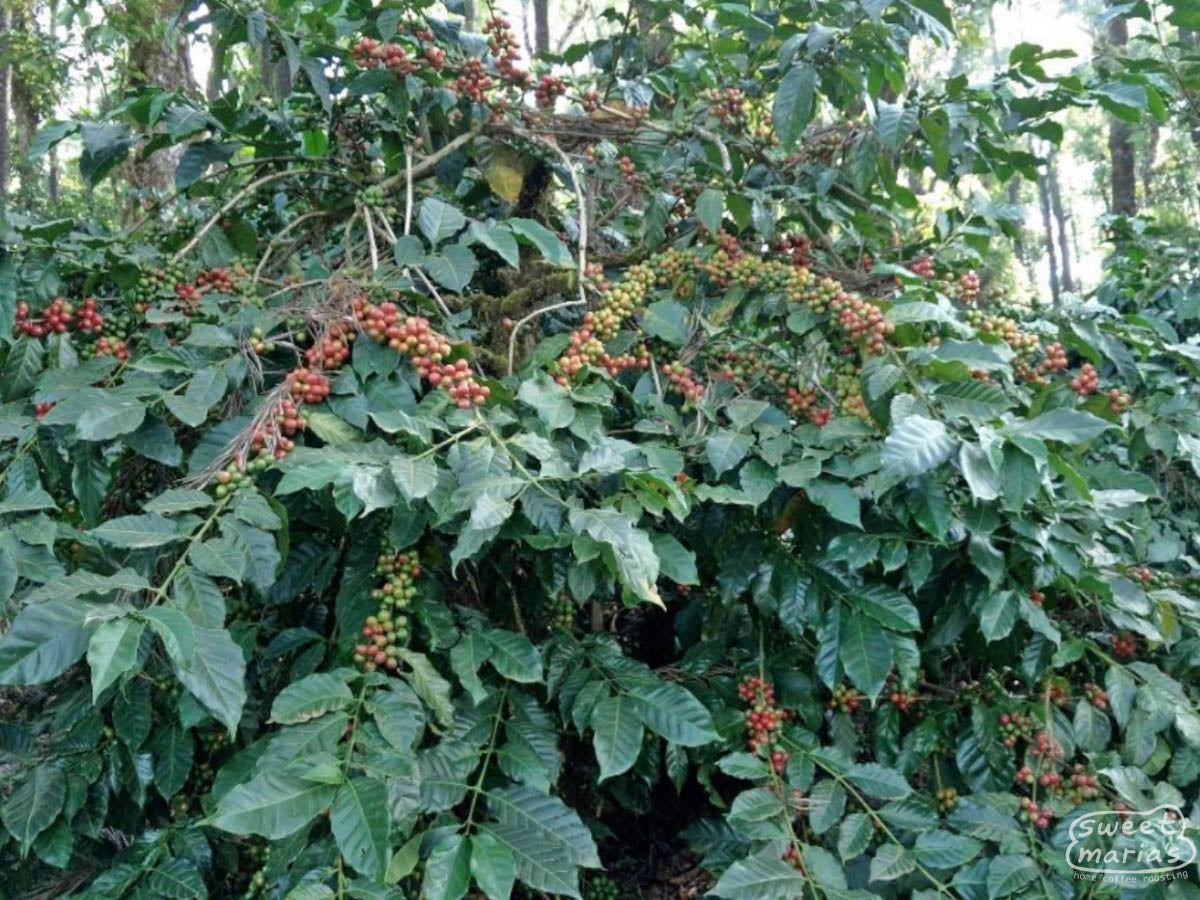 Coffee shrubs with an abundance of cherries ripening on their branches at the Garige Khan coffee estate.
