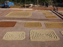 Colorful coffee is raked into geometric patterns at an Indian coffee estate.