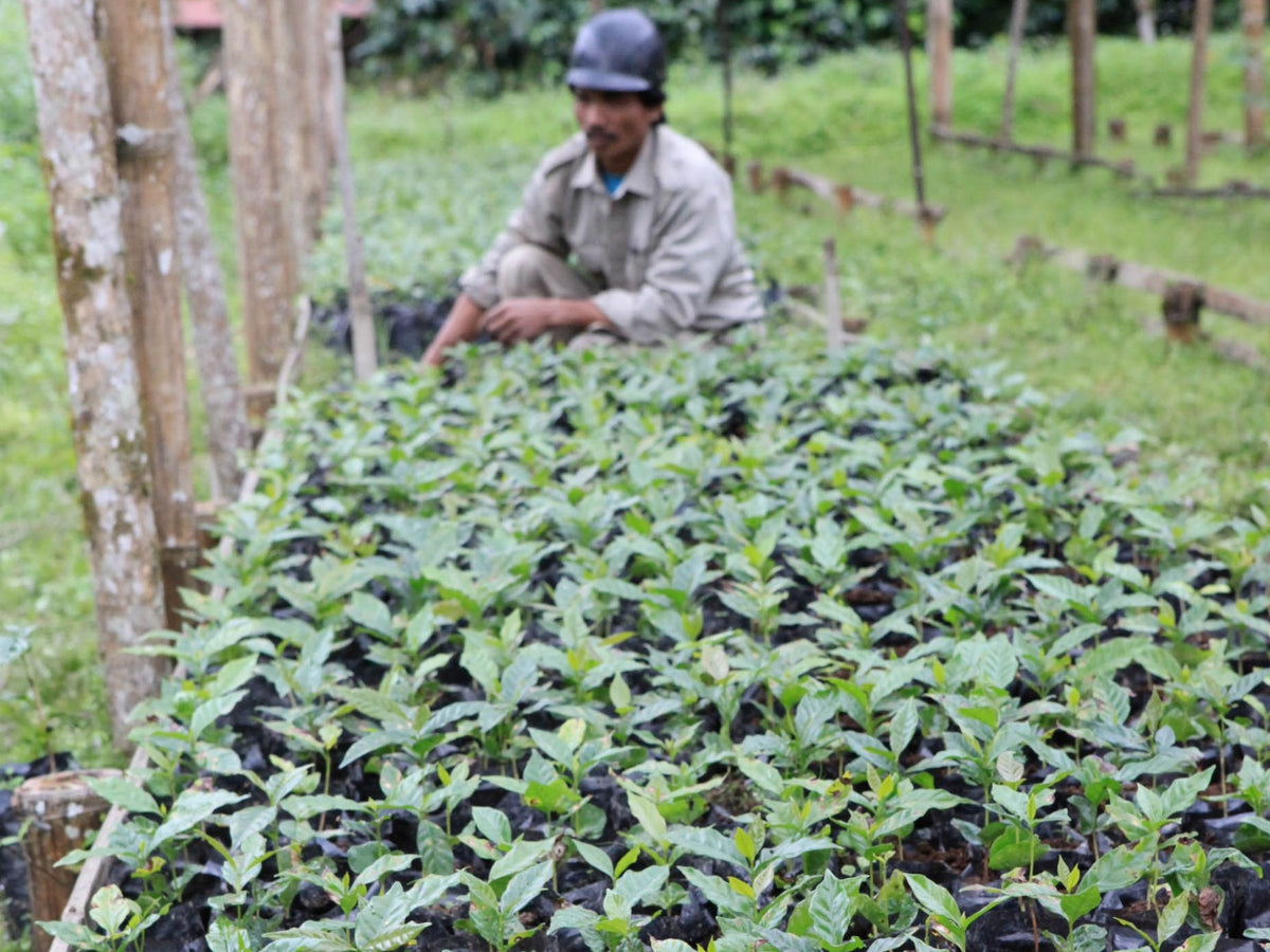 Coffee plants at an Indian Coffee Estate nursery (not Balmadi).