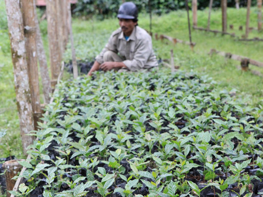 Coffee plants at an Indian Coffee Estate nursery (not Balmadi).
