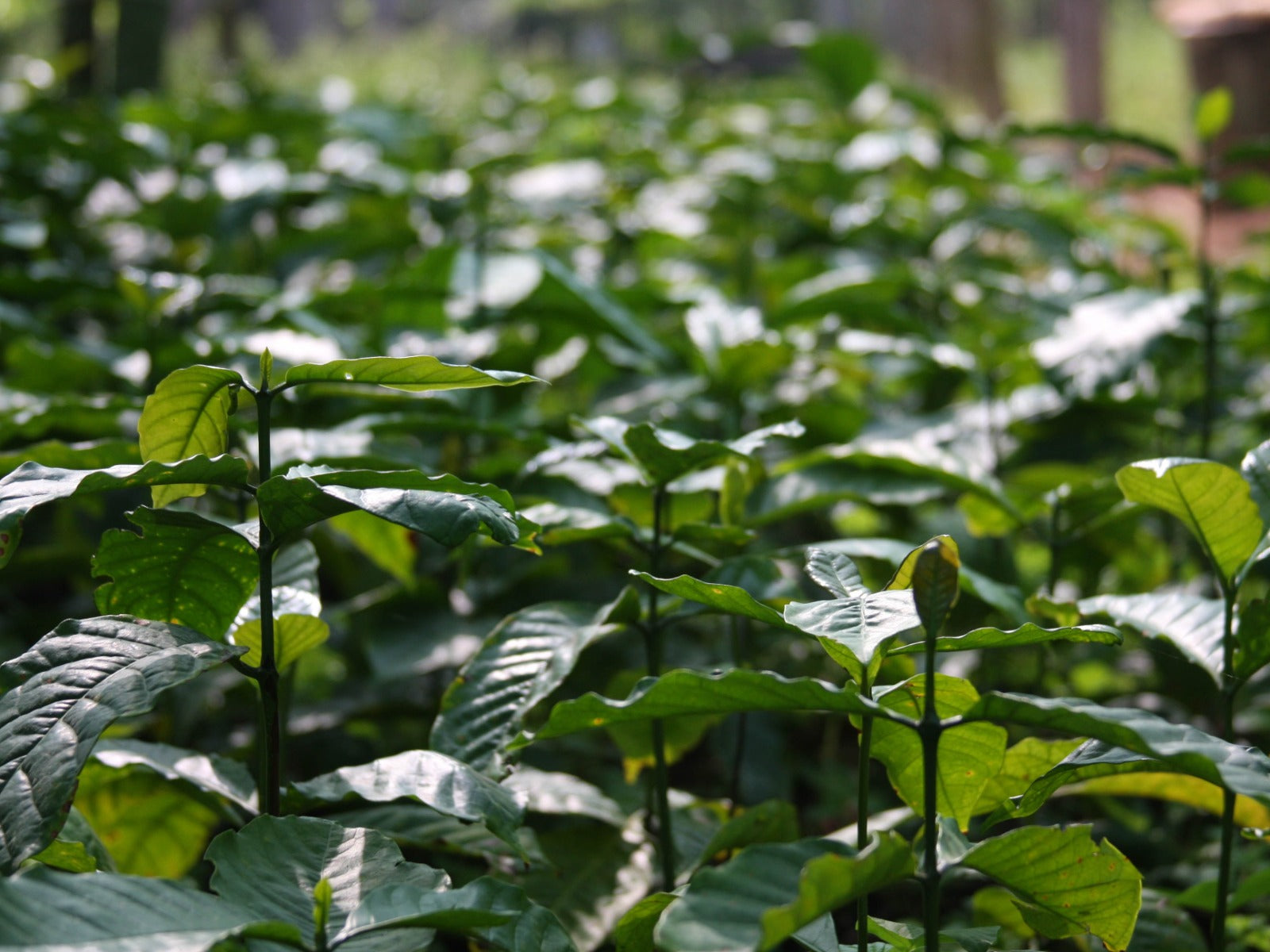 Young coffee plants at a nursery in India.