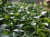 Young coffee plants at a nursery in India.