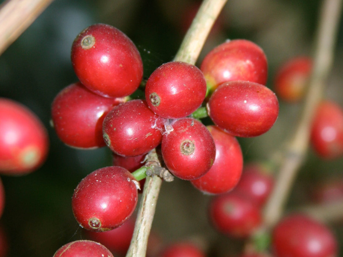 Close-up photograph of Kent variety at a coffee farm in India (not Garige Khan - see next photos)