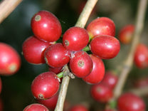 Close-up photograph of Kent variety at a coffee farm in India (not Garige Khan - see next photos)