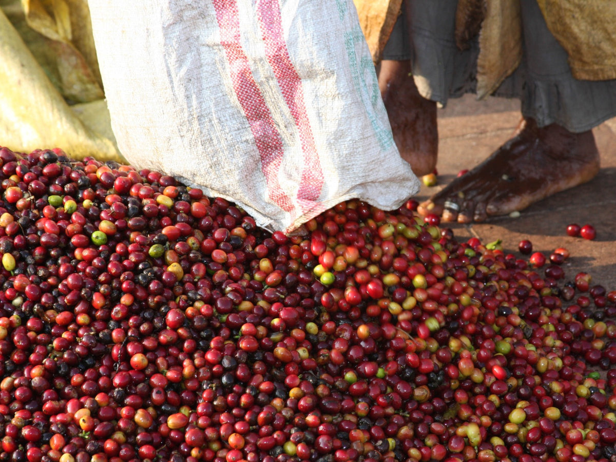 A mylar bag full of coffee cherries is emptied onto the cement at a processing site in Karnataka region