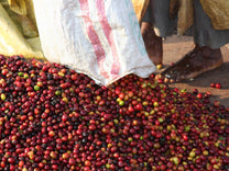 A mylar bag full of coffee cherries is emptied onto the cement at a processing site in Karnataka region