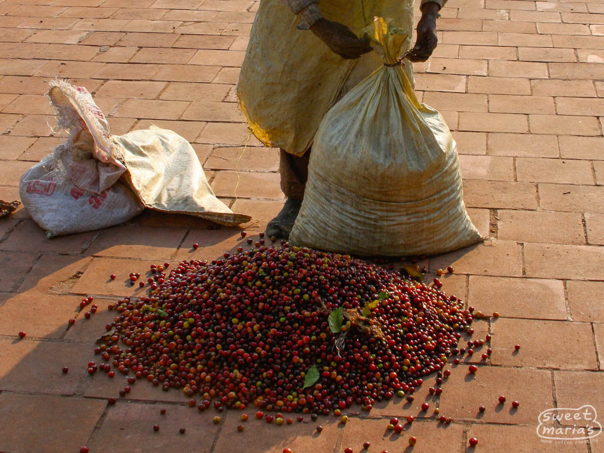 A farmer delivers coffee cherries at an Indian coffee mill (not Ratnagiri)