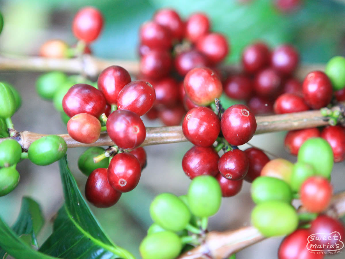 Clumps of coffee cherries ripen to a deep red color on a shrub in Garut region, Java Sunda.
