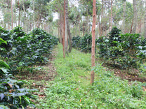  Java Sunda region.