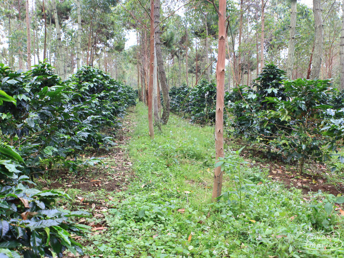 Java Sunda.