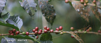  Sumatra.