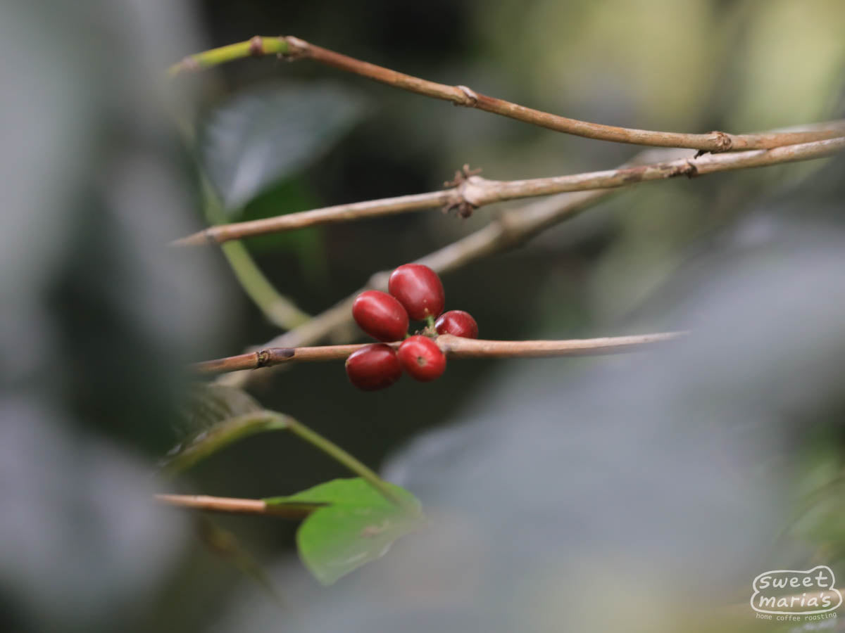 Red coffee cherries are ripe and ready to be picked at a farm near Gunung Papandayan, Garut, Java Sunda.