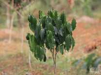  Java Sunda.