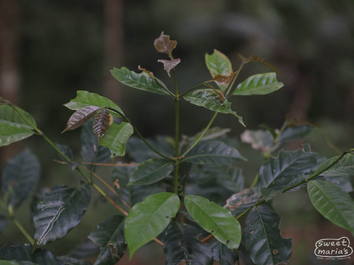 Bronze tipped leaves of Ateng coffee shrub at a farm in West Java.