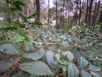  Bundung