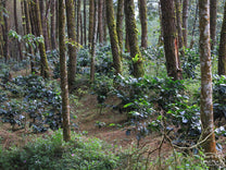 Coffee plants growing beneath a natural shade canopy in West Java.