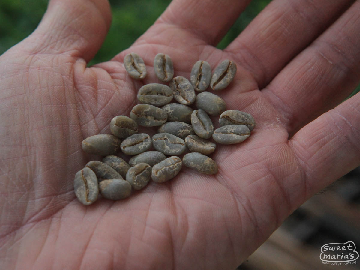 The dark green hue of wet hulled coffee at a processing site in West Java ("Sunda").