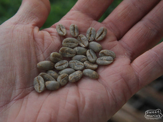 The dark green hue of wet hulled coffee at a processing site in West Java (