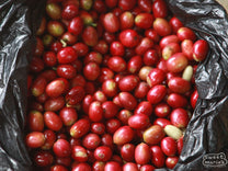 Ripe coffee cherries with an elongated shape in West Java region.