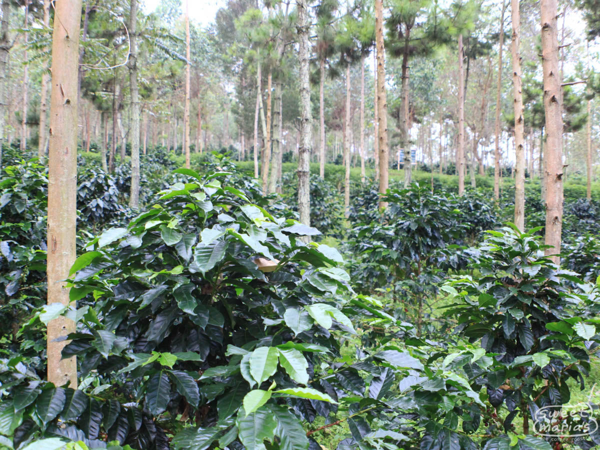 Coffee farm in Java Sunda planted in neat rows beneath ample shade trees.