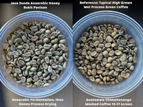 Side-by-side comparison of Java Sunda Anaerobic Honey Bukit Paniisan and a typical wet process Guatemalan coffee.