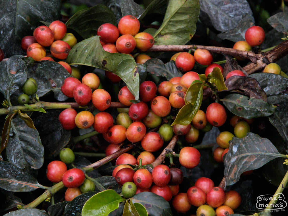 Coffee cherries ripen in clumps on an SL variety shrub at a Nyeri farm.