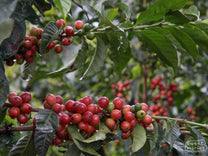 Kenya Nyeri Karindundu AB