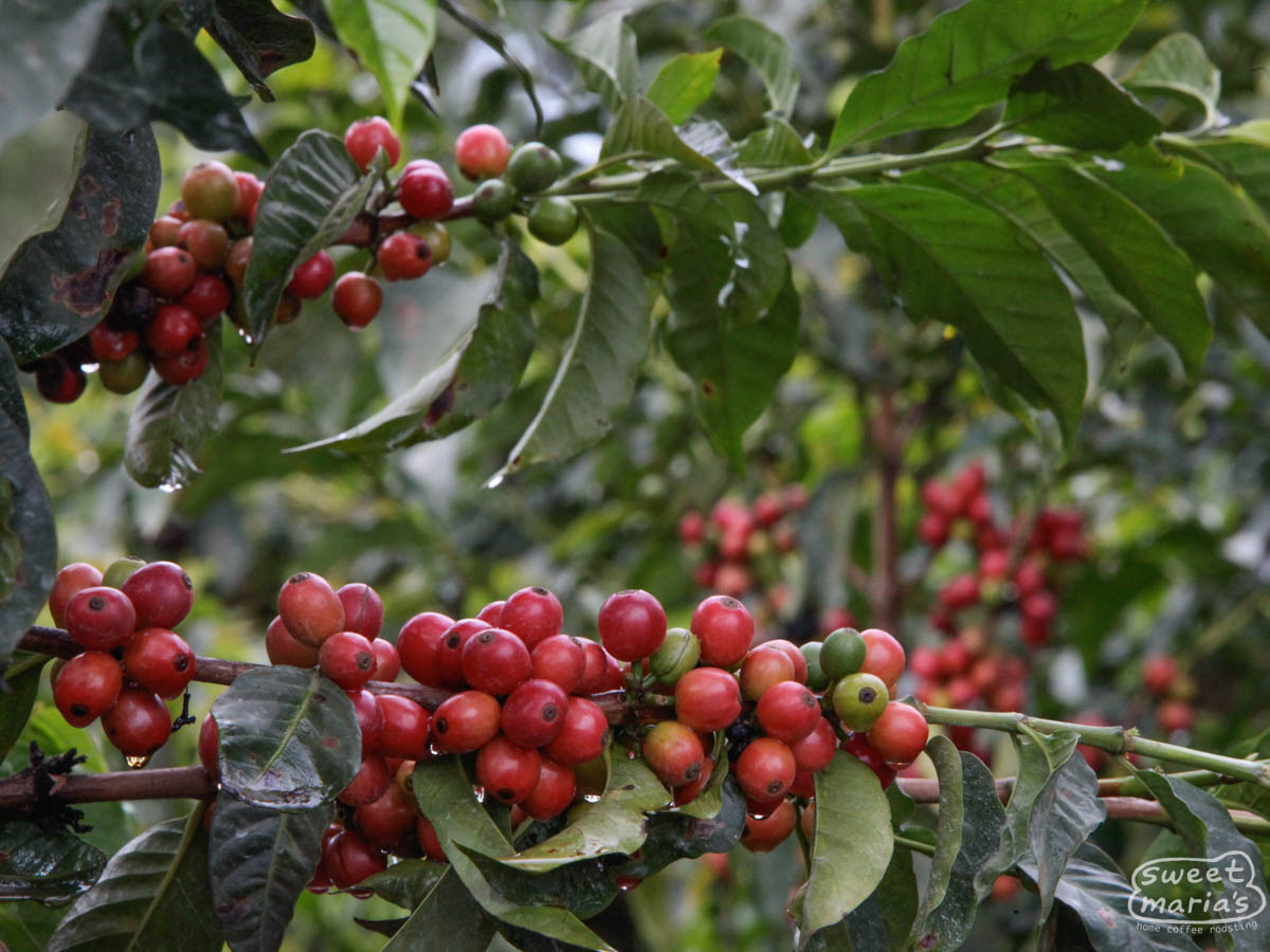 One of the Scott Labs coffee varieties growing at a small-holder coffee farm in Nyeri, Kenya.