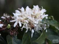 A honey bee pulls nectar from the sweet smelling coffee flower in Nyeri, Kenya.
